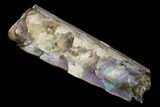 Very Iridescent Fossil Baculites Section - South Dakota #155435-2